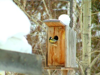 ������ � ����������� ����. ���������