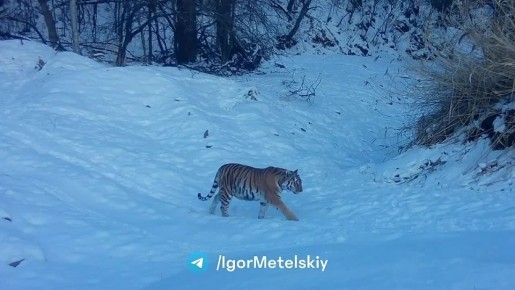 �������� ����������� ������ �� ����� � ��������