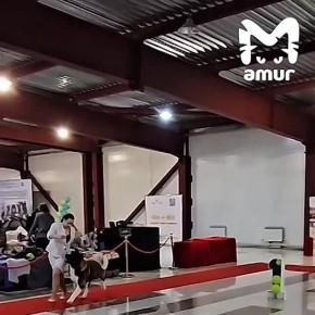 Редкую американскую акиту два месяца ищут в Комсомольске-на-Амуре