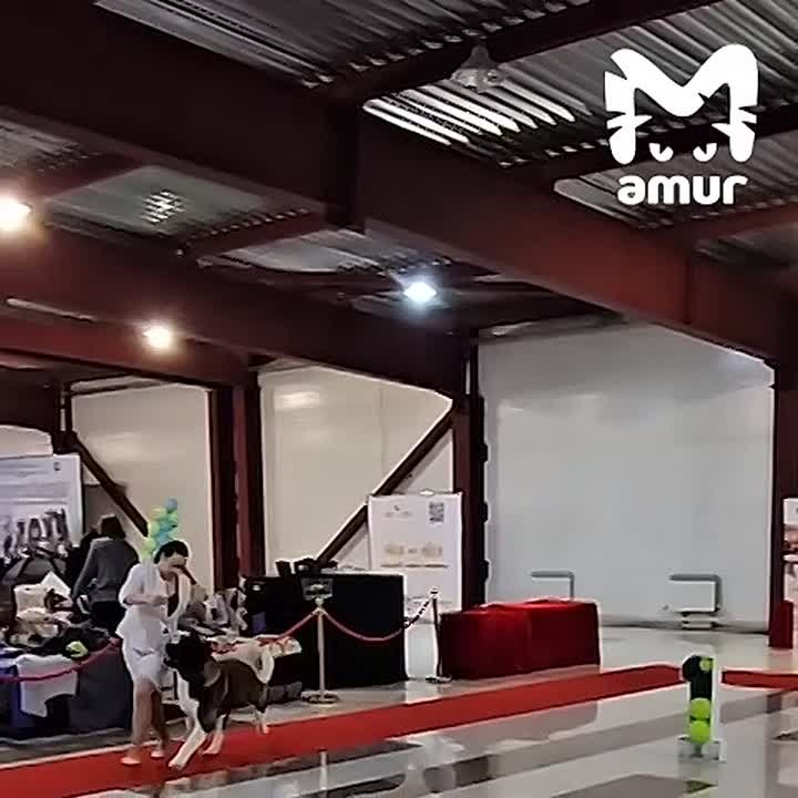 Редкую американскую акиту два месяца ищут в Комсомольске-на-Амуре