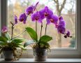 Как правильно ухаживать за орхидеями: годовой календарь заботы