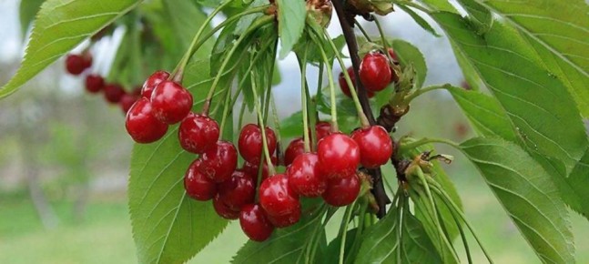 Виргинская черёмуха: гость с приятным вкусом для дальневосточных садов