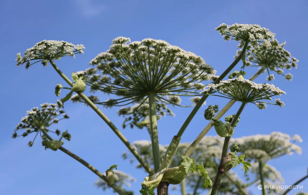 Россияне начнут получать штрафы за борщевик на даче