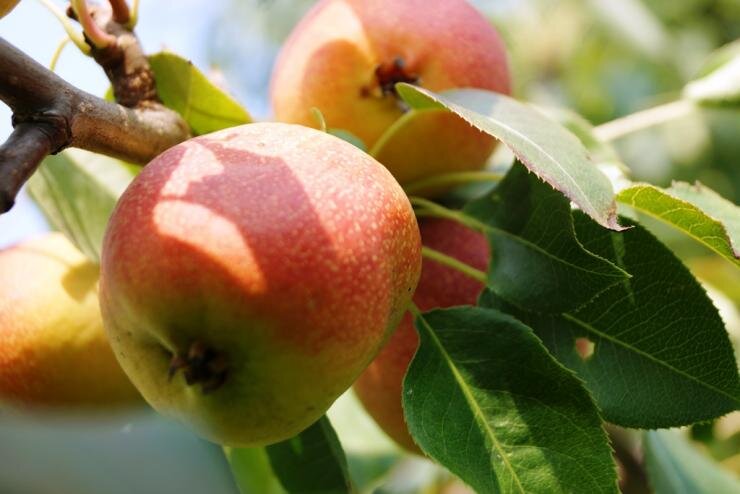 Идеальные советы по посадке груш для каждого региона