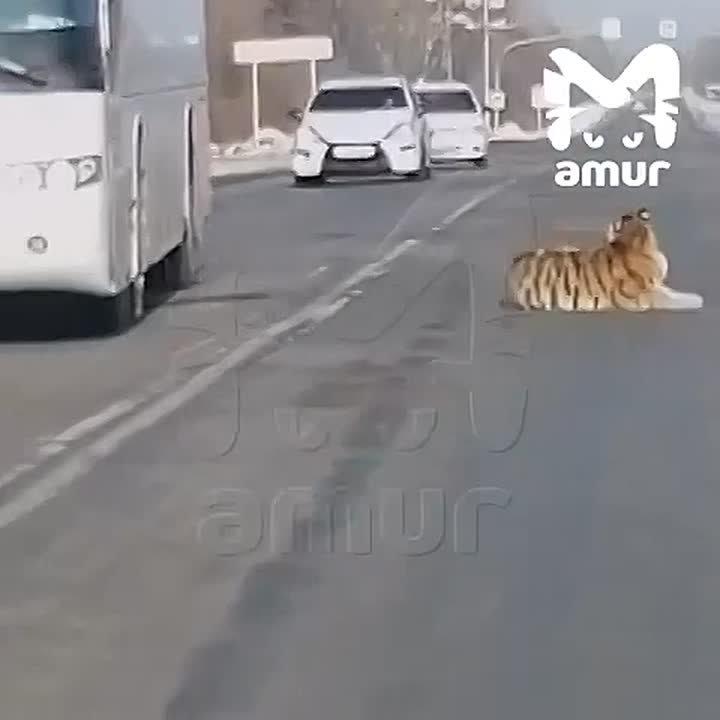 Тигр заблокировал проезд по дороге в Хабаровском крае