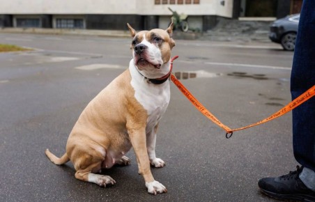 В России ввели ГОСТ на площадки для собак