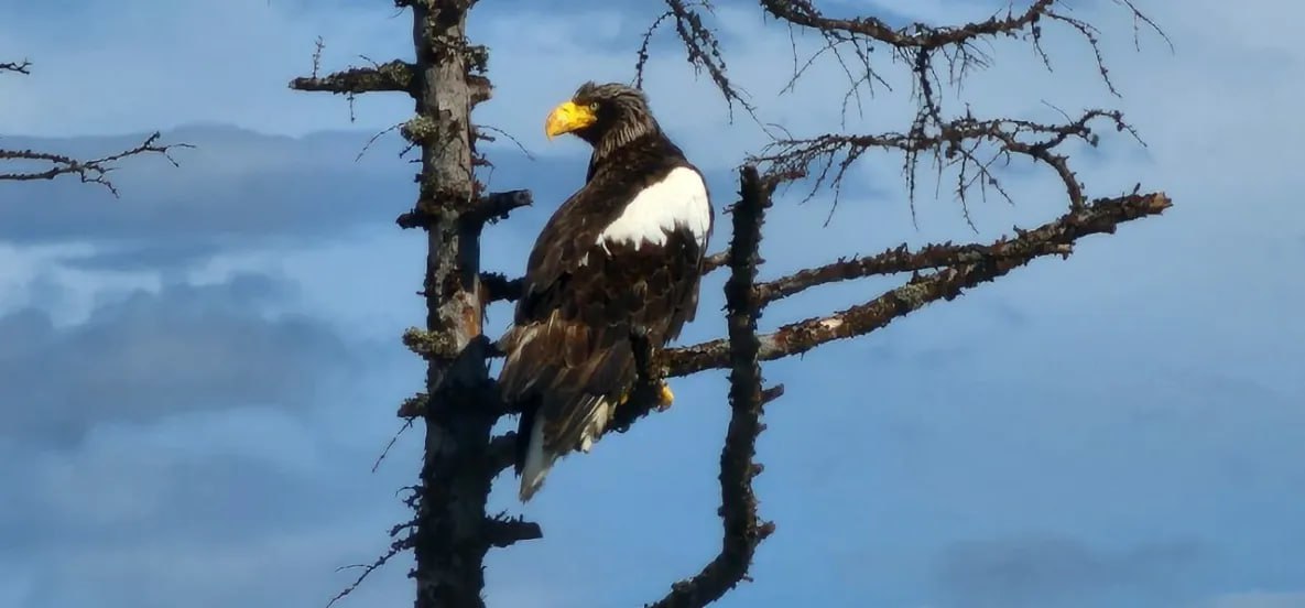 Столетию Тугуро-Чумиканского района посвятили масштабный фотоконкурс Столетию Тугуро-Чумиканского района посвятили масштабный фотоконкурс
