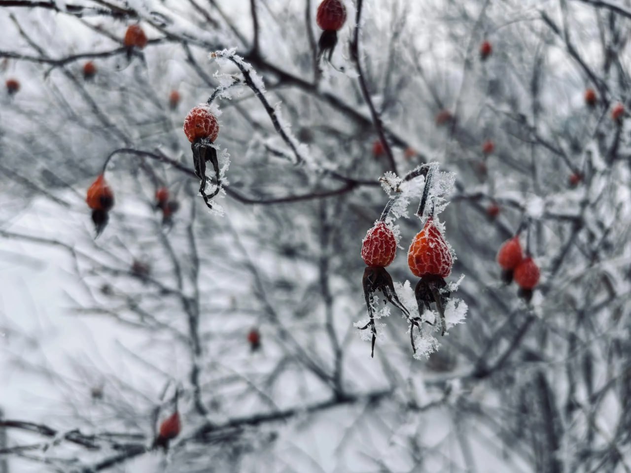 Погода в Хабаровском крае. Хабаровск