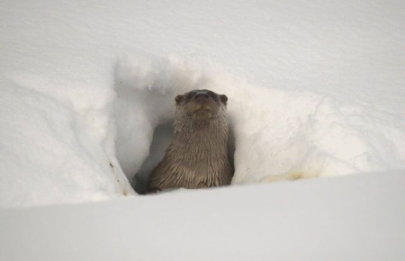 ����� ����� �������� � �����