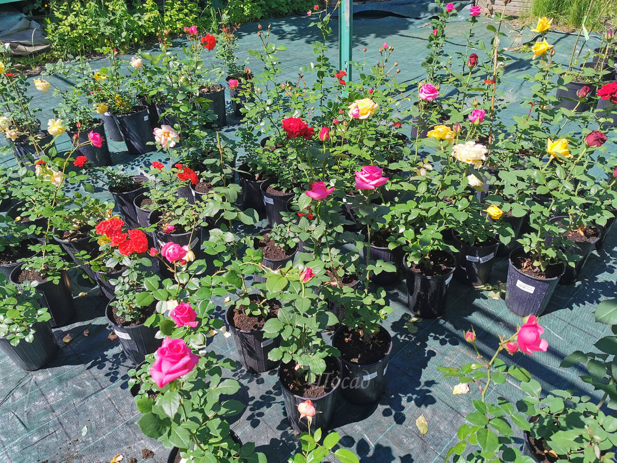 Как освободить подоконники от рассады: три простых решения