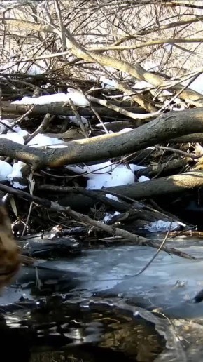 ����������� ������������: ������ ��� ����� ���� � �����