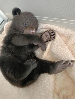 ����������, �������� ������� ����, ������ � ����������� ����