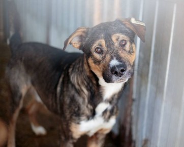 Зоосубботник состоится в хабаровском приюте «Добрый пес»