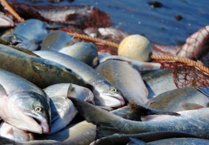 �����������, ���������� ���� �������� �� 230 ����� ������, �������� �������� ������