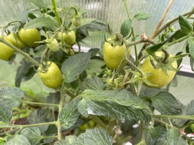 Как выращивать томаты без рассады: секреты от опытного огородника