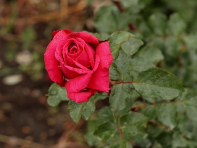 Как неправильная подкормка влияет на аромат роз и что с этим сделать