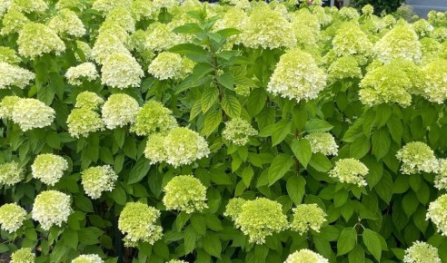 ������ ��������� ��������� � �������: ������� �������� ���������� � ����