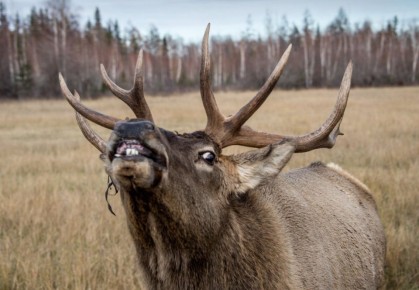 �������� ����������� �� 500 ����� ������ �� ������� ���� ������� � ����������� ����