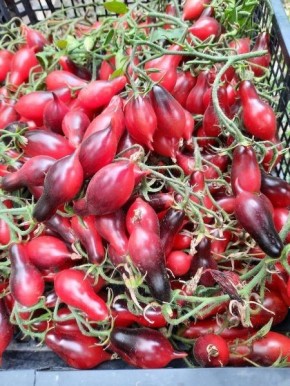 Томат Кумкват Розовый Опал: уникальные миниатюрные плоды с фруктовым вкусом