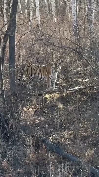 ���������! ���-���-���!�. ������� �� ���������� ������������ ������� � �������� ������ �� ����� �� ����� � ����������� ����