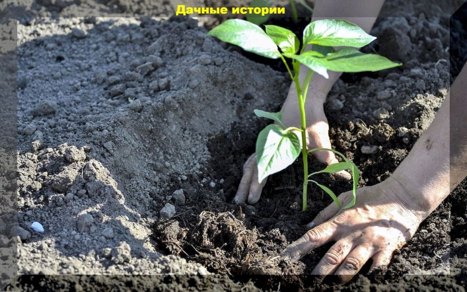 ����������� ������� �������� �������� ��� ����� ������ � ����