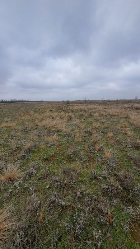 Встреча с шампиньонами: неожиданные находки в степи