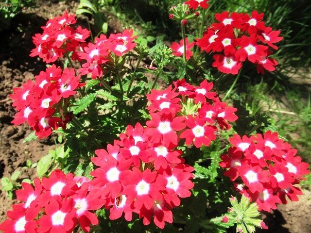 �������: ����� � ������ �� ������ �������������� �����������