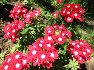 �������: ����� � ������ �� ������ �������������� �����������