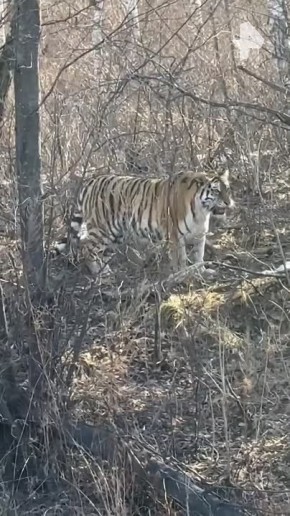 �������� "��������" ��������� �������������� � ����������� ����