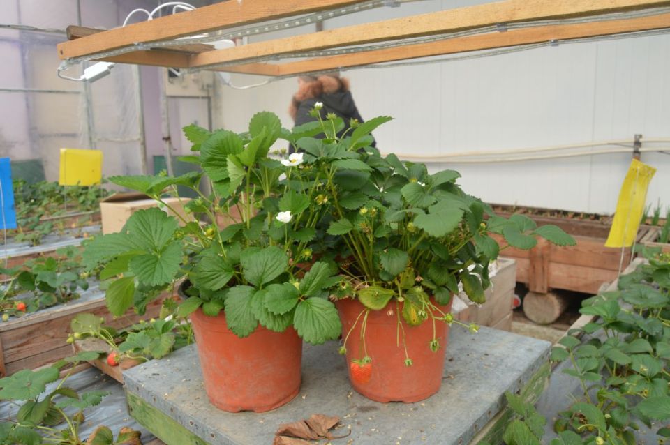 ����������� �������� � ����������� ����: ����� �������������� � ������� �����������