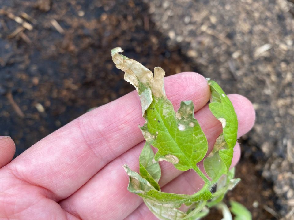 Как защитить сад от весенних холодов: проверенные советы