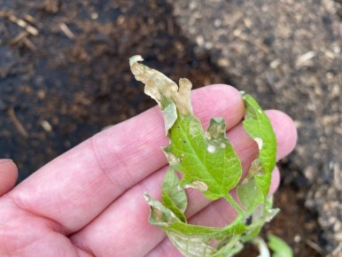 ��� �������� ��� �� �������� �������: ����������� ������