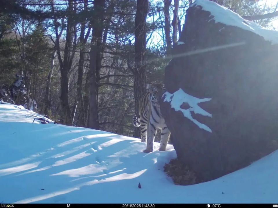 Учёные зафиксировали рост популяции кабана в Большехехцирском заповеднике