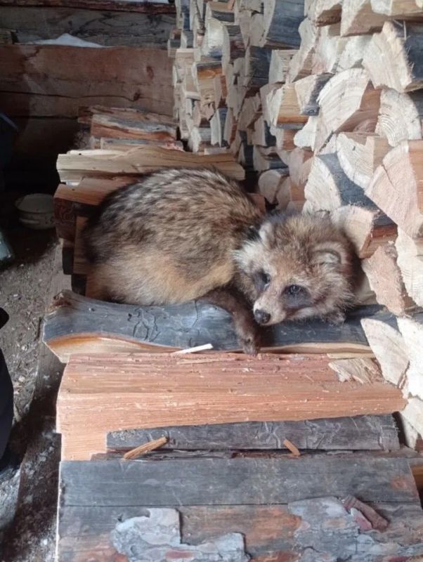 Погода в Хабаровском крае. Хабаровск