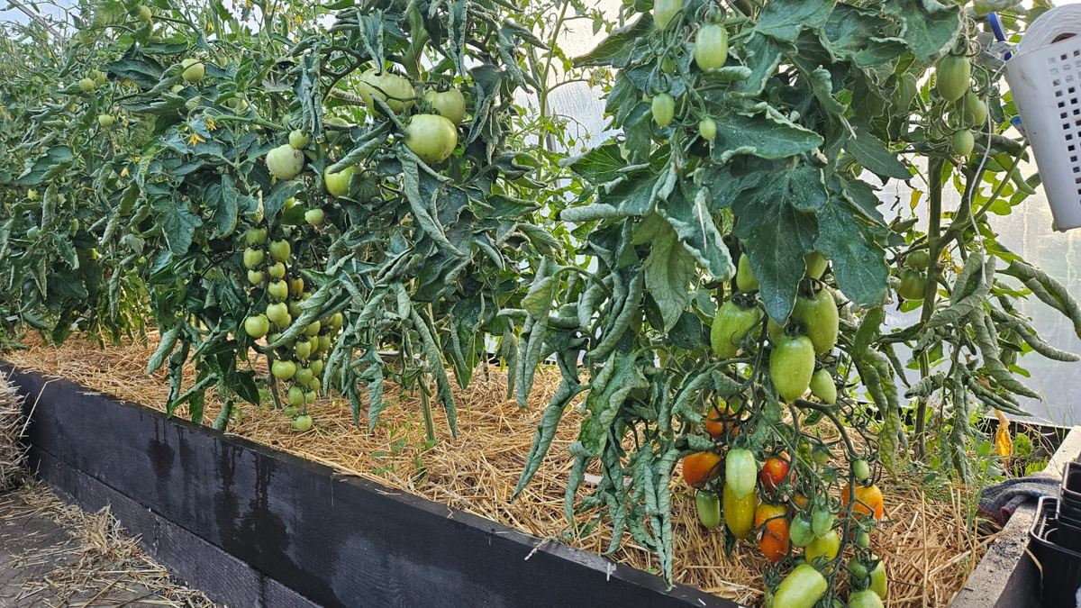 Как защитить урожай томатов: неожиданные угрозы и эффективные меры