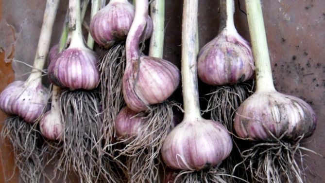 Как вырастить крупный чеснок без навоза: секреты и народные подкормки