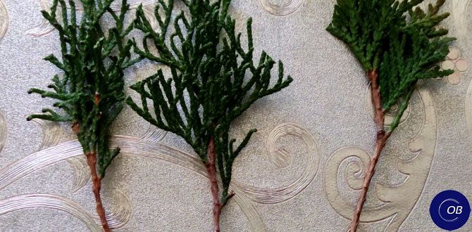 ���������� ������� ��������: ������� ������