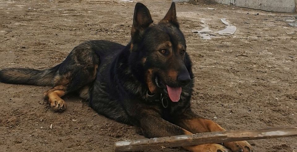 � ������ ����� ����������� ��������� ������ �� �������� ��������� � ���������