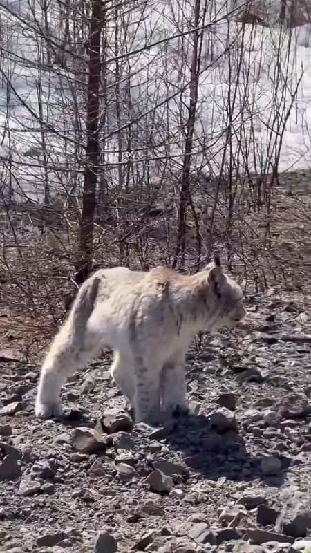 ��������� ��������: ���� ����� �� ������ �������-������