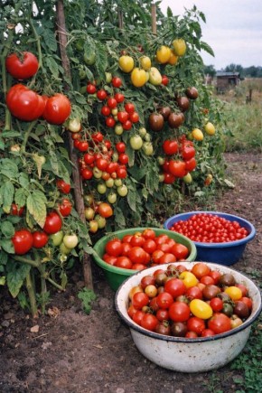 ��������� ��������� ��������: ������� ��������� ������