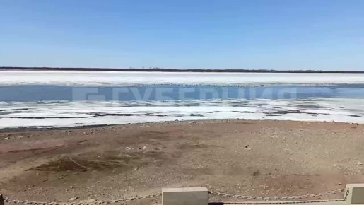 Утки прилетели на речной вокзал