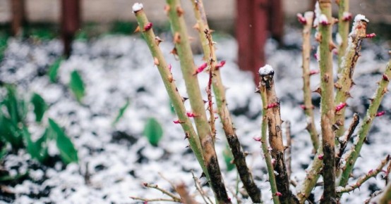 Почему розы почернели весной и как помочь им вернуть здоровье