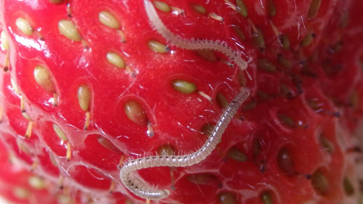 Эффективное решение против слизней и кивсяков – всего три листочка для шикарного урожая!