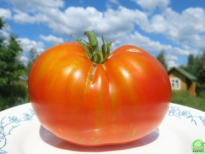 ����� ���������� ������: ��� �������� ������������ ����������� � ����� ����