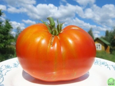 ����� ���������� ������: ��� �������� ������������ ����������� � ����� ����