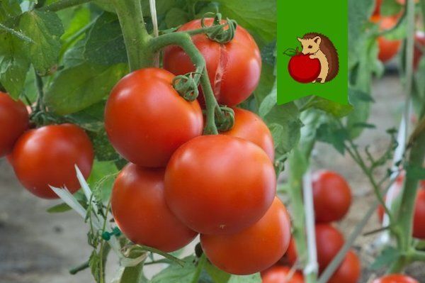 �������, ��������� �� ��������� ������ �������: ��������� ���� ������ � ����� ������!