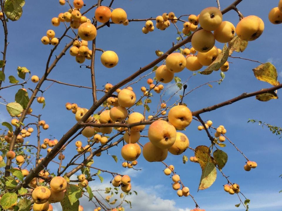Пивные секреты для ваших яблонь: как укрепить корни и защитить урожай