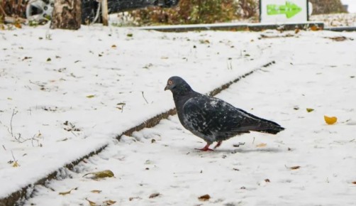 ��������� �� ���� �������� � ���������������� ������