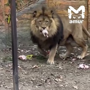 Лев Аслан из хабаровского зоопарка вышел на охоту