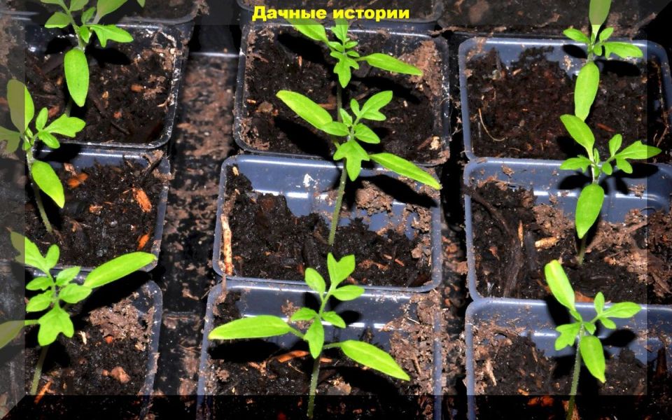 ��� ��������� ���������� ������� ������� ��� ������������� �����